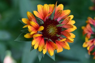 Taze Echinacea çiçeği yakın plan görüntüsü