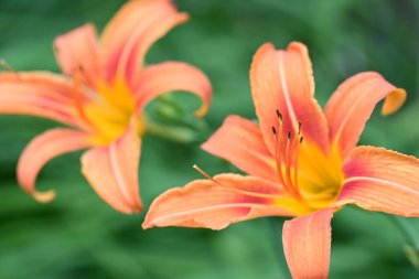 Taze zambak çiçeği yakın plan görüntüsü
