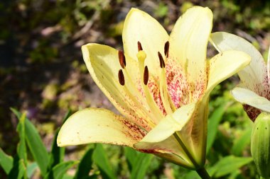 Taze zambak çiçeği yakın plan görüntüsü