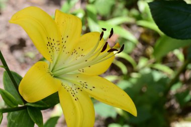 Taze zambak çiçeği yakın plan görüntüsü