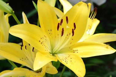 Taze zambak çiçeği yakın plan görüntüsü