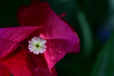 bougainvillea kırmızı çiçeğinin yakın plan bulanık arkaplanı