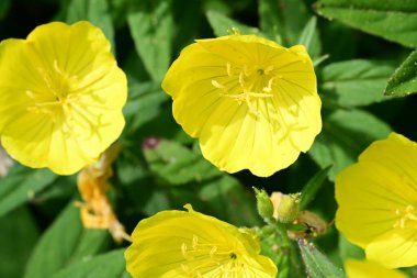 Bahçede yeşil yapraklı parlak sarı çiçekler