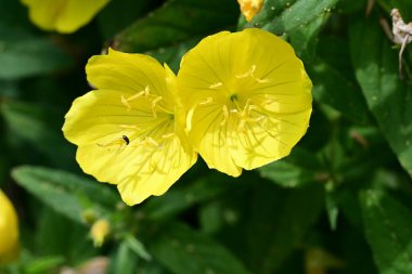 Bahçede yeşil yapraklı parlak sarı çiçekler