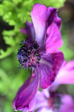 Bahçede yetişen yeşil yapraklı mor şakayık çiçeği