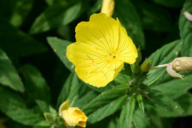 Yeşil yapraklı güzel sarı çiçek 