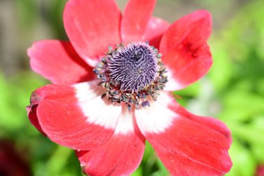 Bahçede yetişen yeşil yapraklı kırmızı şakayık çiçeği