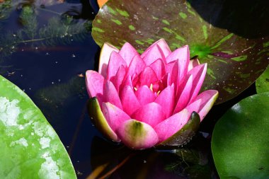 Yeşil yapraklı güzel nilüfer çiçeği, gölde pembe nilüfer çiçeği.