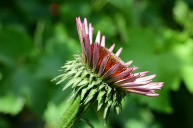 Taze Echinacea çiçeği yakın plan görüntüsü