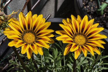 Bahçede büyüyen sarı çiçeğin yakın plan çekimi.