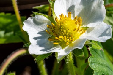 Bahar bahçesinde beyaz şakayık çiçeği