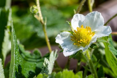 Güzel beyaz bir çiçeğe yaklaş.