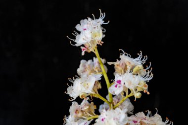 Çiçekli kestane dalı, Aesculus hipokastanum çiçekleri siyah arka planda.
