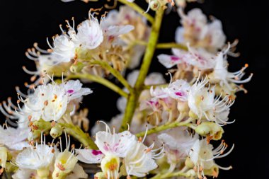 Çiçekli kestane dalı, Aesculus hipokastanum çiçekleri siyah arka planda.