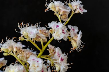 Çiçekli kestane dalı, Aesculus hipokastanum çiçekleri siyah arka planda.