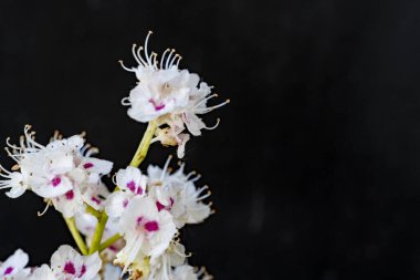 Çiçekli kestane dalı, Aesculus hipokastanum çiçekleri siyah arka planda.