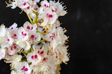 Çiçekli kestane dalı, Aesculus hipokastanum çiçekleri siyah arka planda.