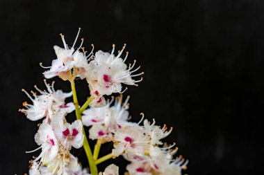 Çiçekli kestane dalı, Aesculus hipokastanum çiçekleri siyah arka planda.