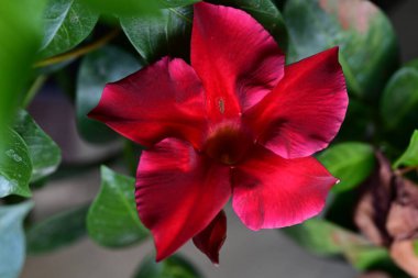 Mandevilla tropikal bitkisinin kırmızı çiçeği 