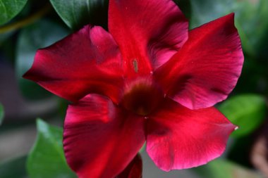 Mandevilla tropikal bitkisinin kırmızı çiçeği 