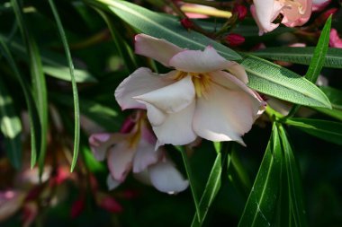 Bahçedeki güzel çiçekler