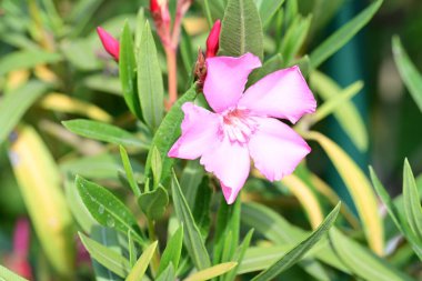 Bahçedeki zakkum bitkisinin pembe çiçeği