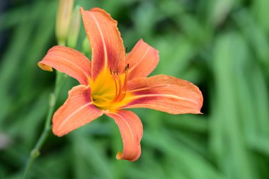 Taze zambak çiçeği yakın plan görüntüsü