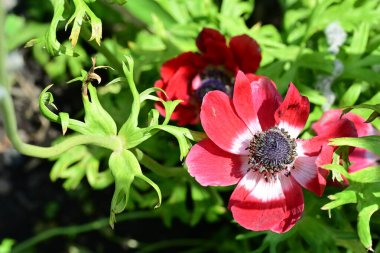 Bahçede yetişen yeşil yapraklı kırmızı şakayık çiçeği