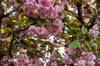 Pembe kiraz çiçekleri yakın çekim görüntüsü