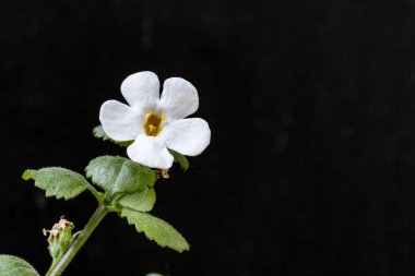 Siyah arka planda beyaz çiçekler, bahar konsepti.