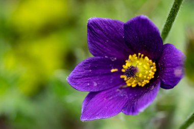 Bahçede açan güzel mor çiçeğin yakın görüntüsü