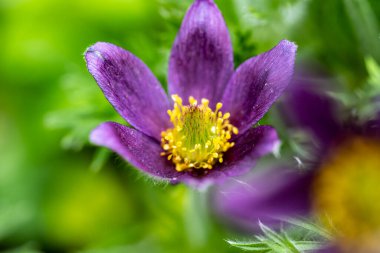 Bahçede yetişen güzel çiçekler