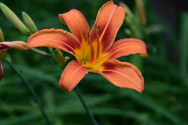 Taze zambak çiçeği yakın plan görüntüsü