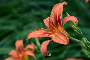 Taze zambak çiçeği yakın plan görüntüsü