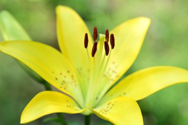 Taze zambak çiçeği yakın plan görüntüsü