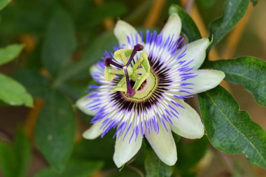 mavi tutku çiçeği yakın plan görünümü