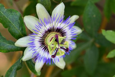 mavi tutku çiçeği yakın plan görünümü