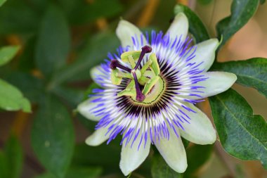 mavi tutku çiçeği yakın plan görünümü