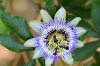 mavi tutku çiçeği yakın plan görünümü