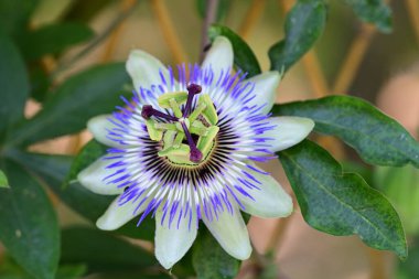 mavi tutku çiçeği yakın plan görünümü