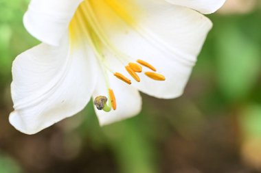 Taze zambak çiçeği yakın plan görüntüsü