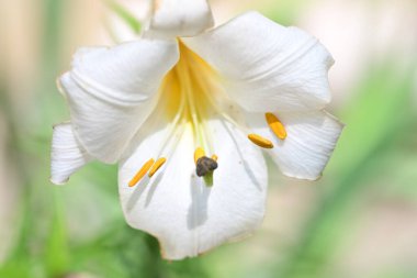 Taze zambak çiçeği yakın plan görüntüsü