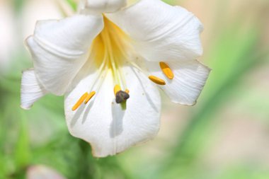 Taze zambak çiçeği yakın plan görüntüsü