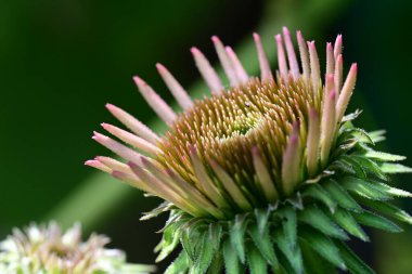 Taze Echinacea çiçeği yakın plan görüntüsü
