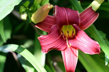 Taze zambak çiçeği yakın plan görüntüsü