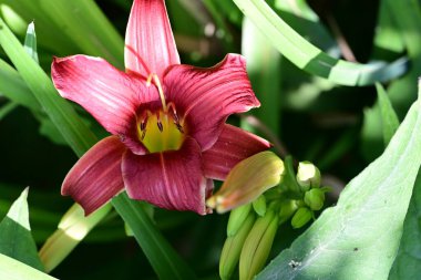 Taze zambak çiçeği yakın plan görüntüsü
