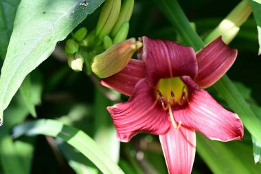 Taze zambak çiçeği yakın plan görüntüsü