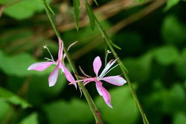 Bahçedeki güzel pembe orkide çiçeği