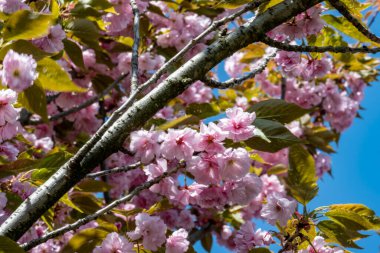 Pembe kiraz çiçekleri yakın çekim görüntüsü