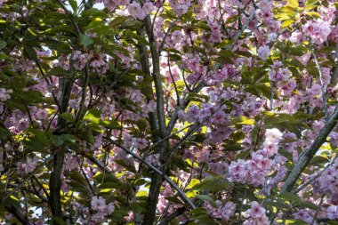 Pembe kiraz çiçekleri yakın çekim görüntüsü